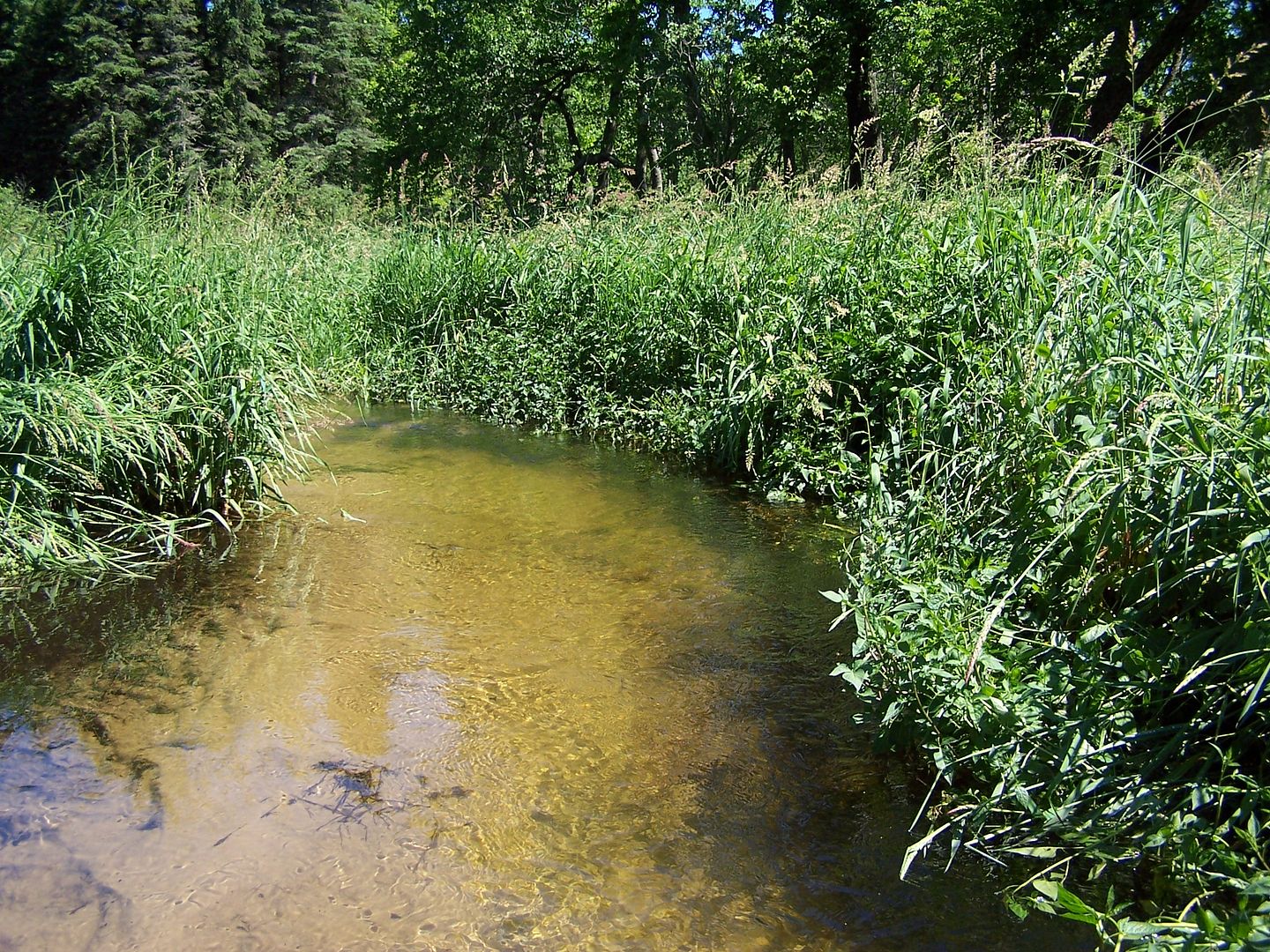 Central Wisconsin Brook Trout